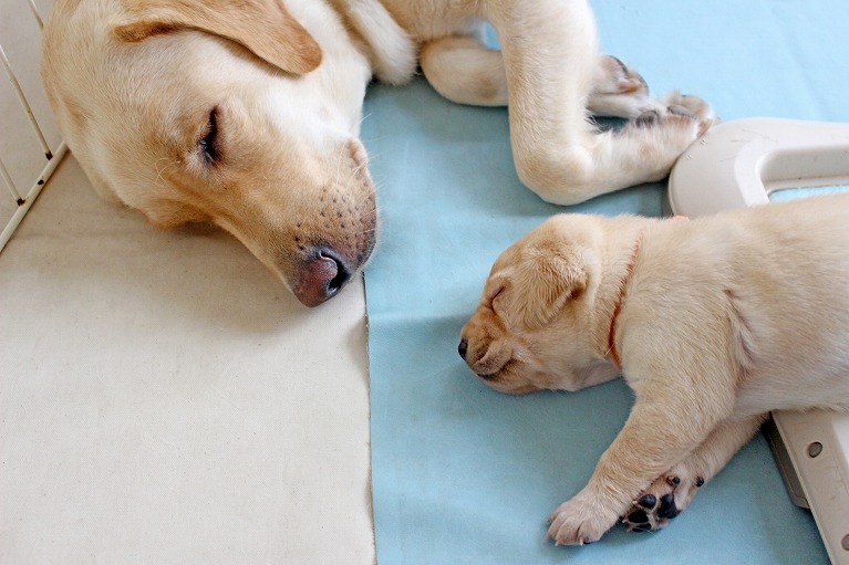 子犬 ワクチン 後 元気 が ない 103634 Jpsaepictik72