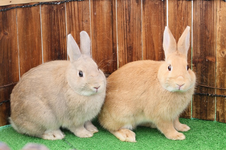 尼崎でうさぎの病気や怪我のことならとも動物病院へ